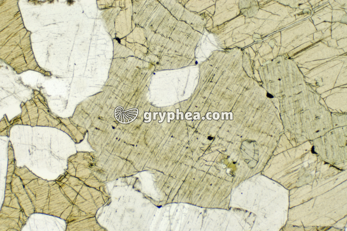 Pyroxène LPNA x 10 - gryphea.com